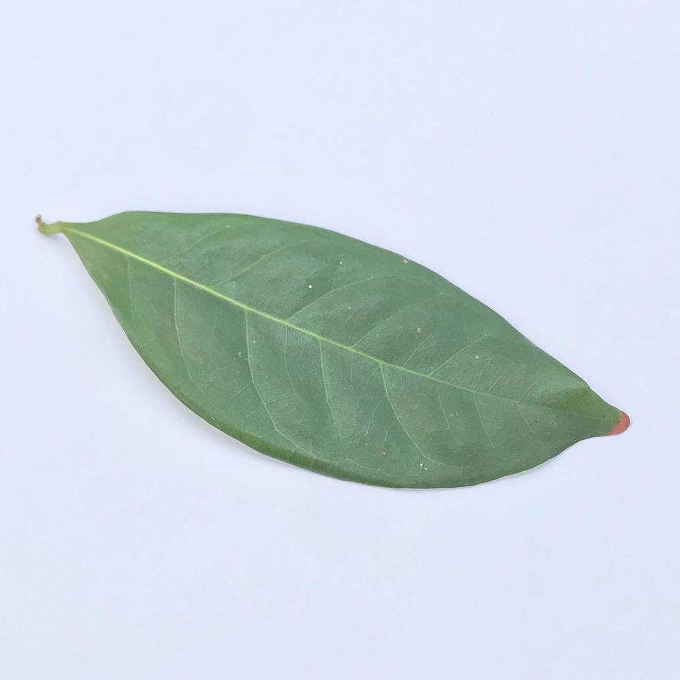 Starfruit leaves isolated on a white background photo