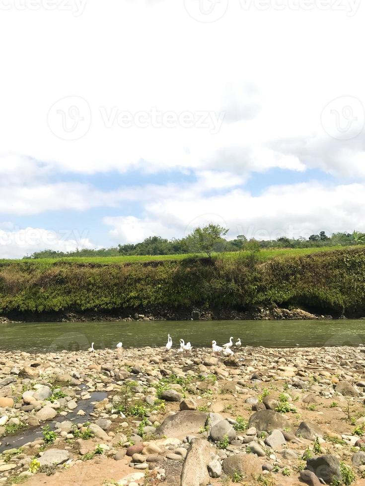 a few geese foraging on the edge of the river photo