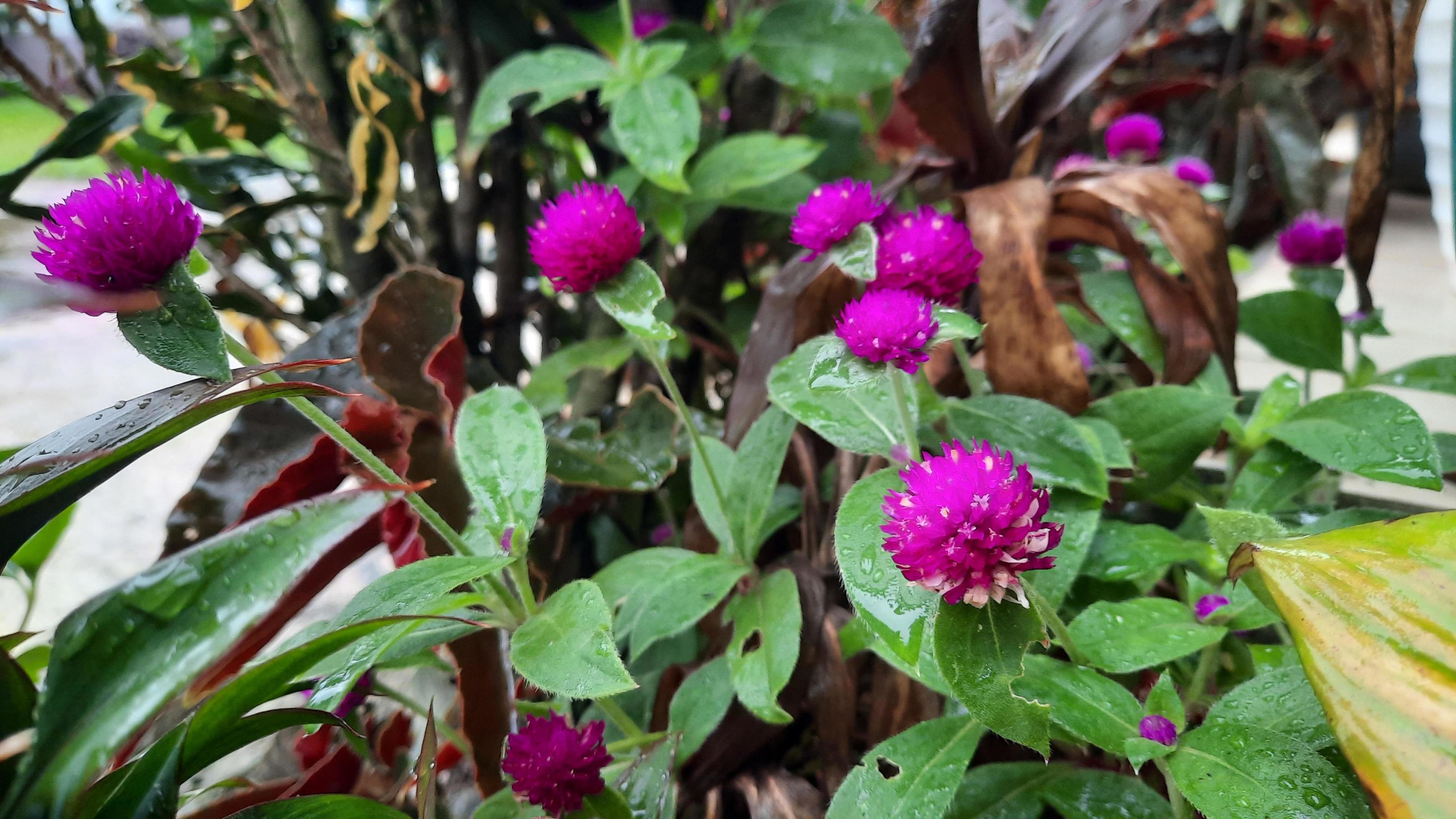 hermosa planta de flores redondas moradas, se puede usar como té de hierbas  en la región de china 13352140 Foto de stock en Vecteezy