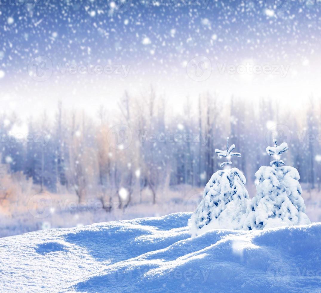 Frozen winter forest with snow covered trees. photo