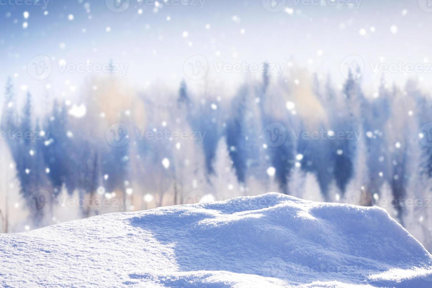 Frozen winter forest with snow covered trees. photo