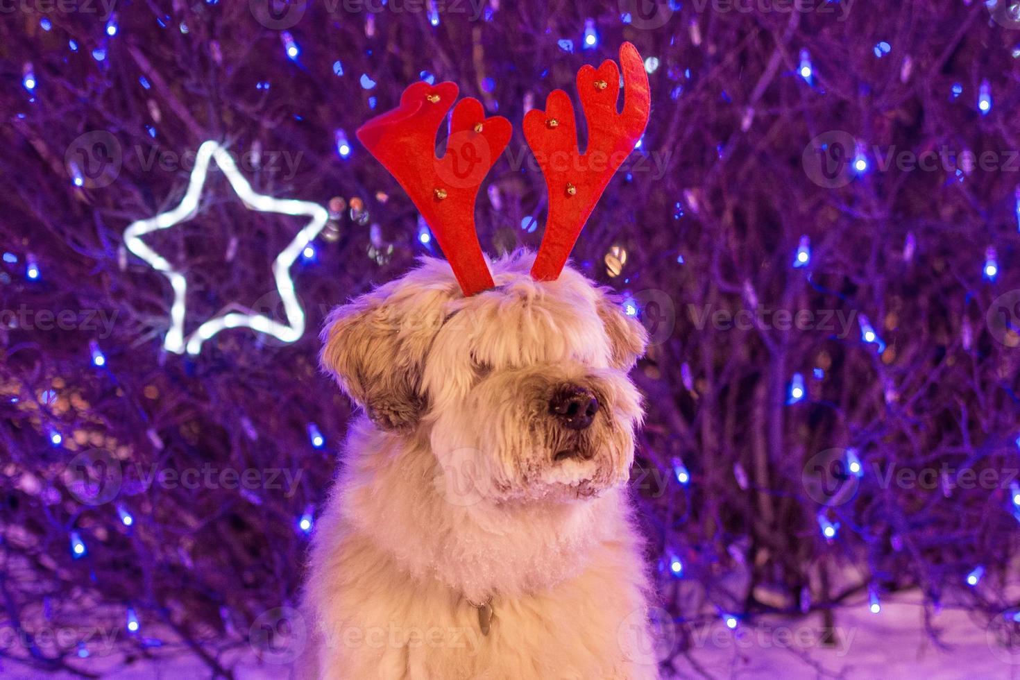 Portrait of long-haired South Russian Shepherd Dog with red deer horns on a background of Christmas lights. photo