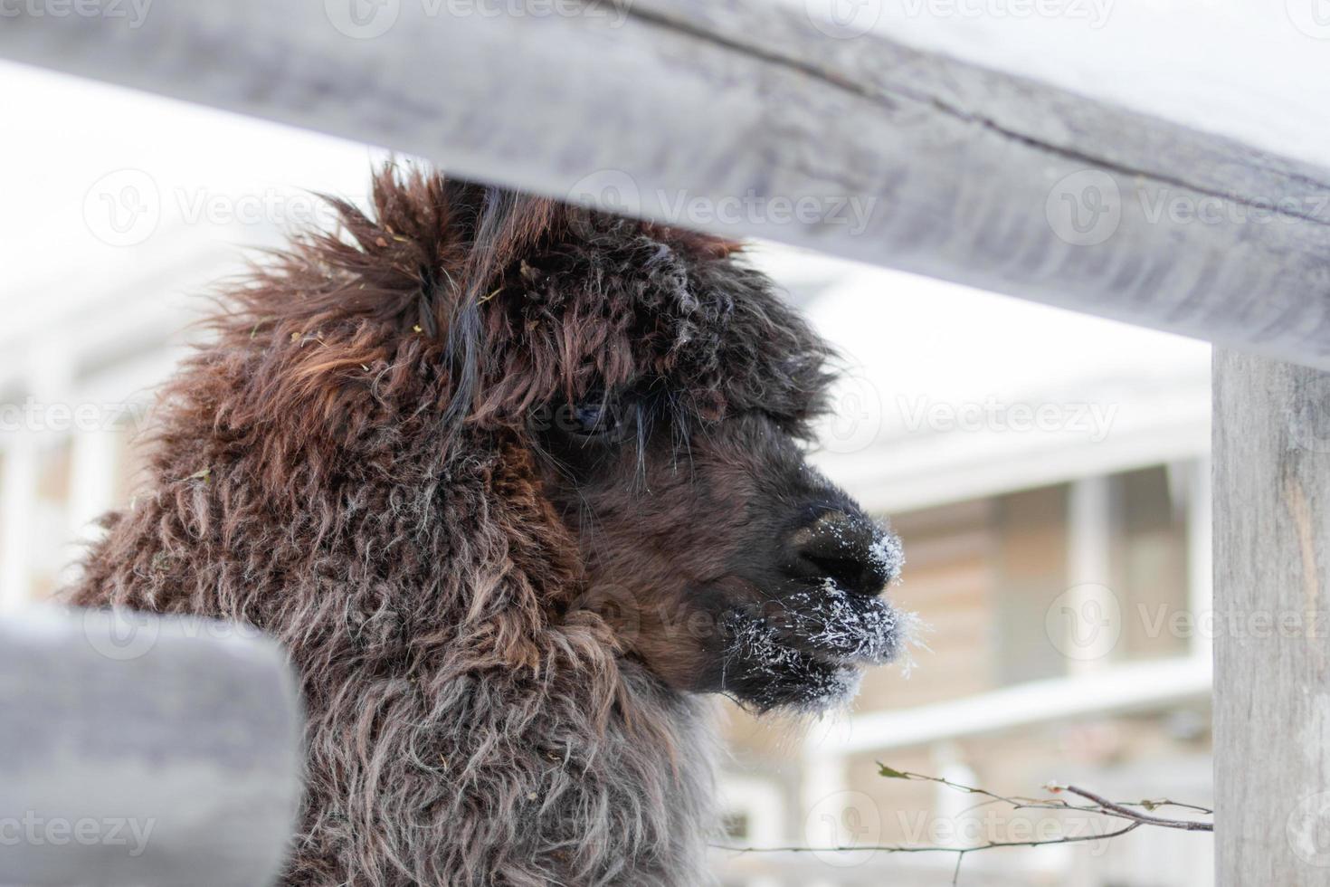 retrato de lama rizado marrón en una granja en invierno. foto