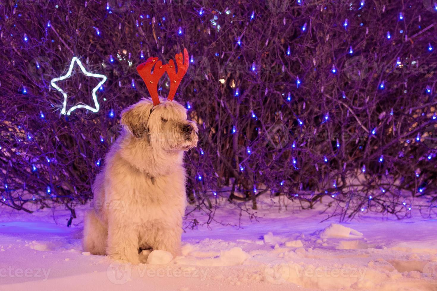 Long-haired South Russian Shepherd Dog on a snow with red deer horns on a background of Christmas lights. photo