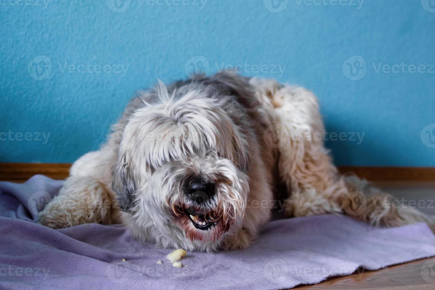 South Russian Shepherd Dog at home on a purple plaid is eating an apple. photo