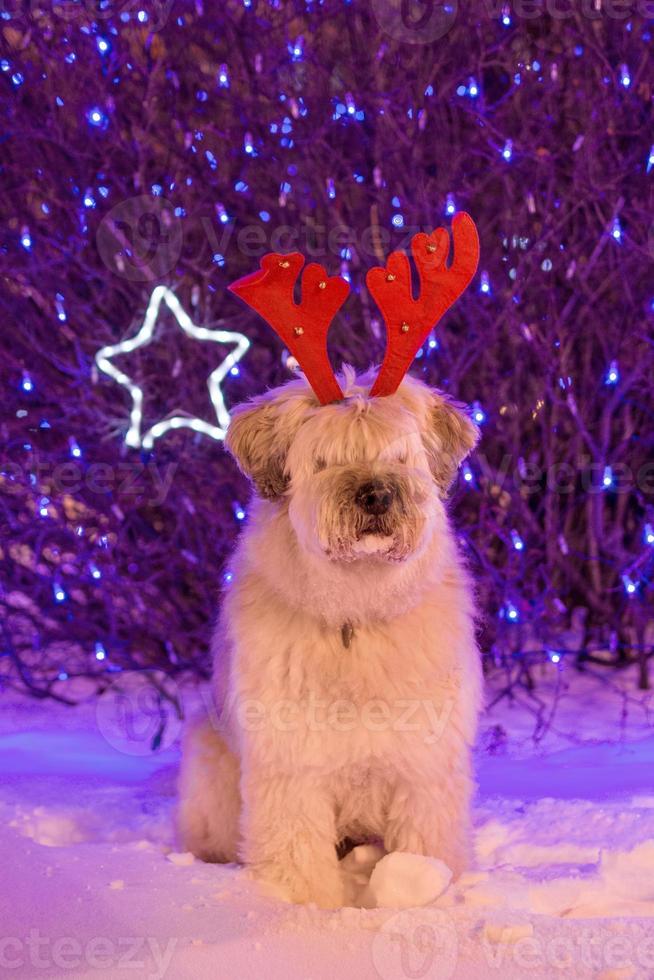 retrato de perro pastor del sur de Rusia de pelo largo con cuernos de ciervo rojo sobre un fondo de luces navideñas. foto