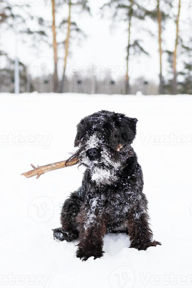 el schnauzer miniatura negro está jugando con un palo en el parque de invierno. foto