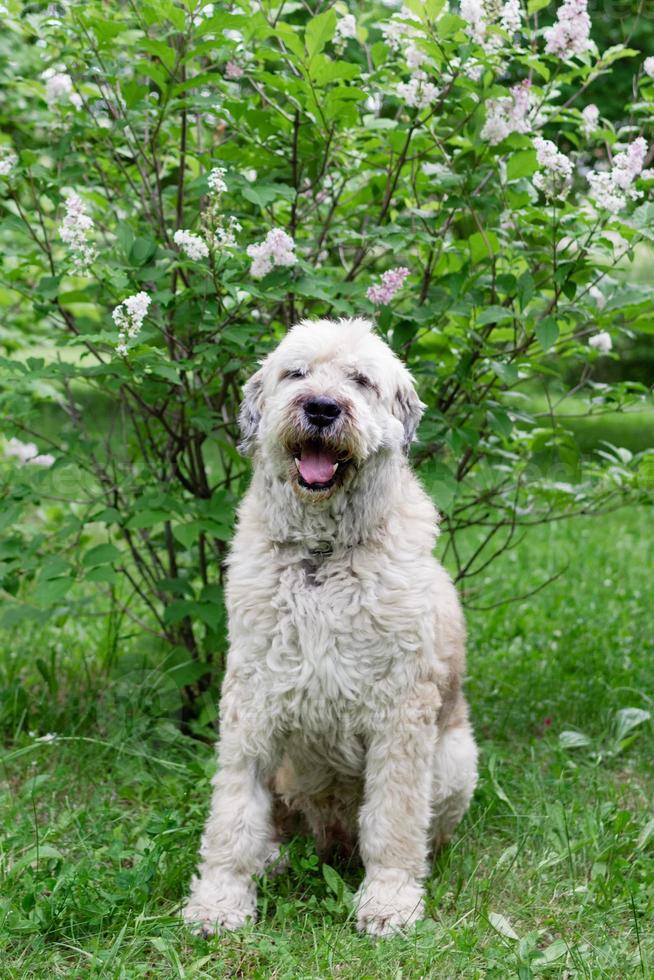 perro pastor del sur de rusia para dar un paseo en un parque de verano sobre un fondo de arbustos de lilas. foto