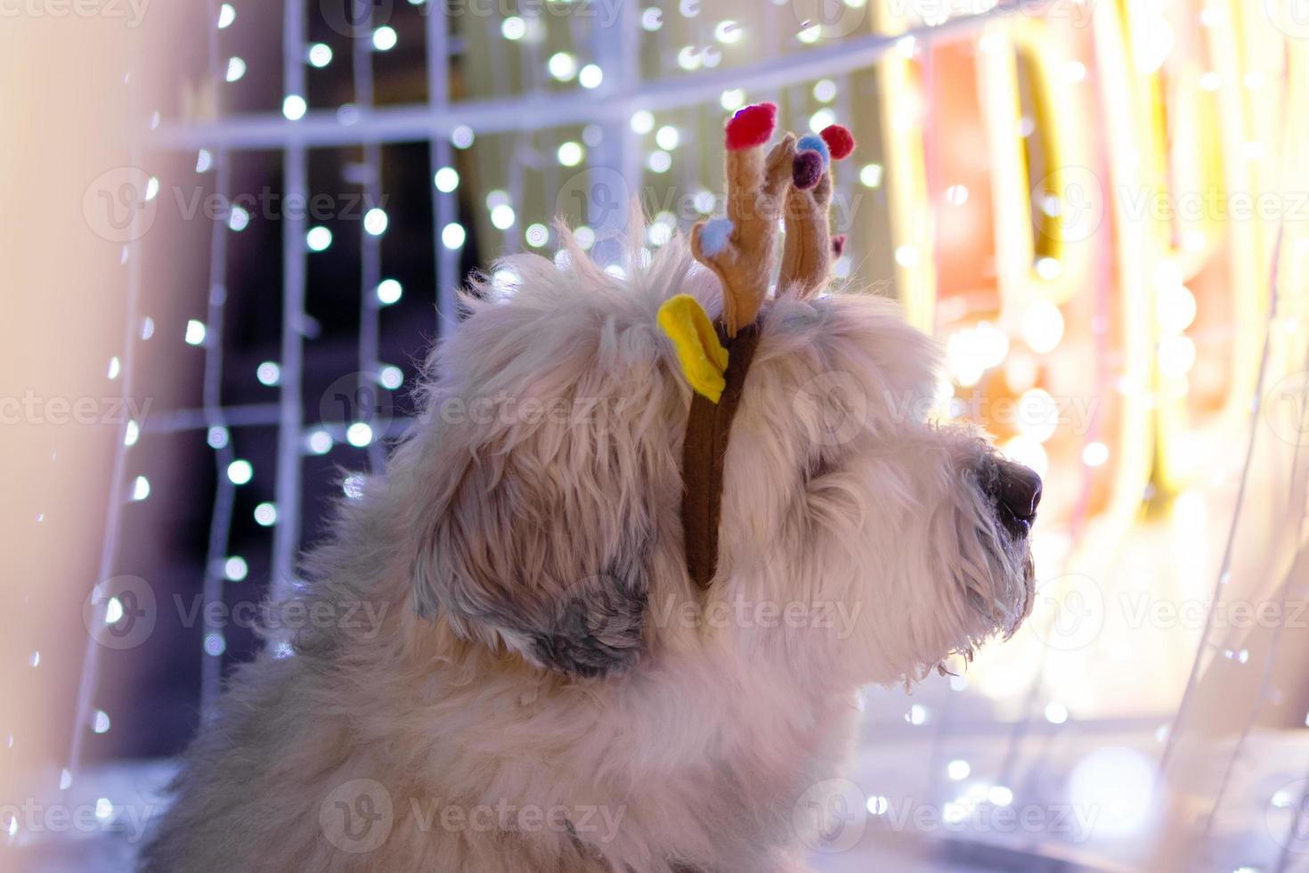 Long-haired South Russian Shepherd Dog is wearing colorful deer horns on a street on a background of Christmas lights. photo