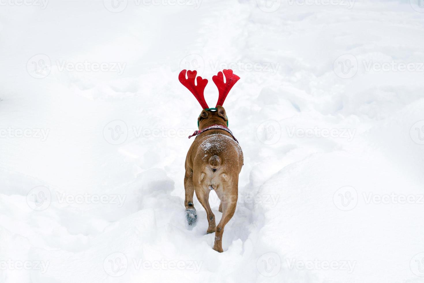 american staffordshire terrier con cuernos de ciervo rojo en la nieve. vista trasera. foto