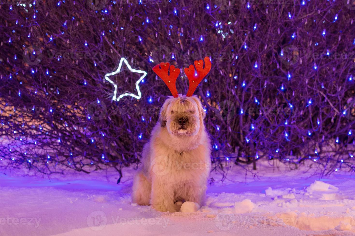 perro pastor de pelo largo del sur de rusia en una nieve con cuernos de ciervo rojo sobre un fondo de luces de navidad. foto