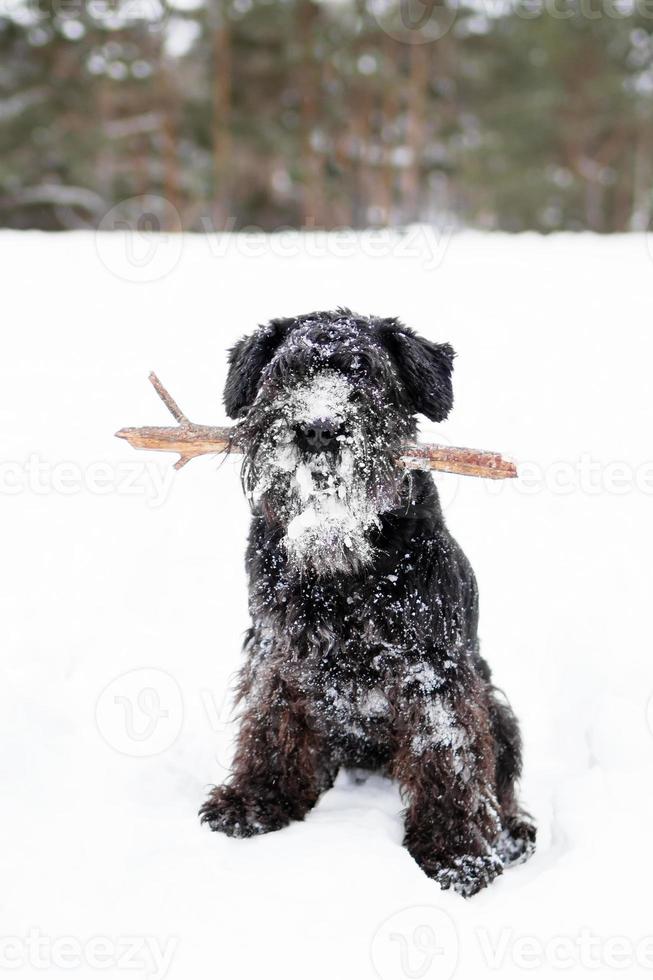 Black miniature schnauzer is playing with stick in winter park. photo