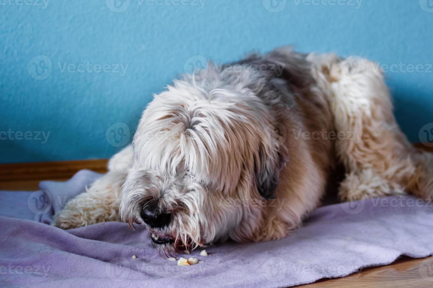 South Russian Shepherd Dog at home on a purple plaid is eating an apple. photo