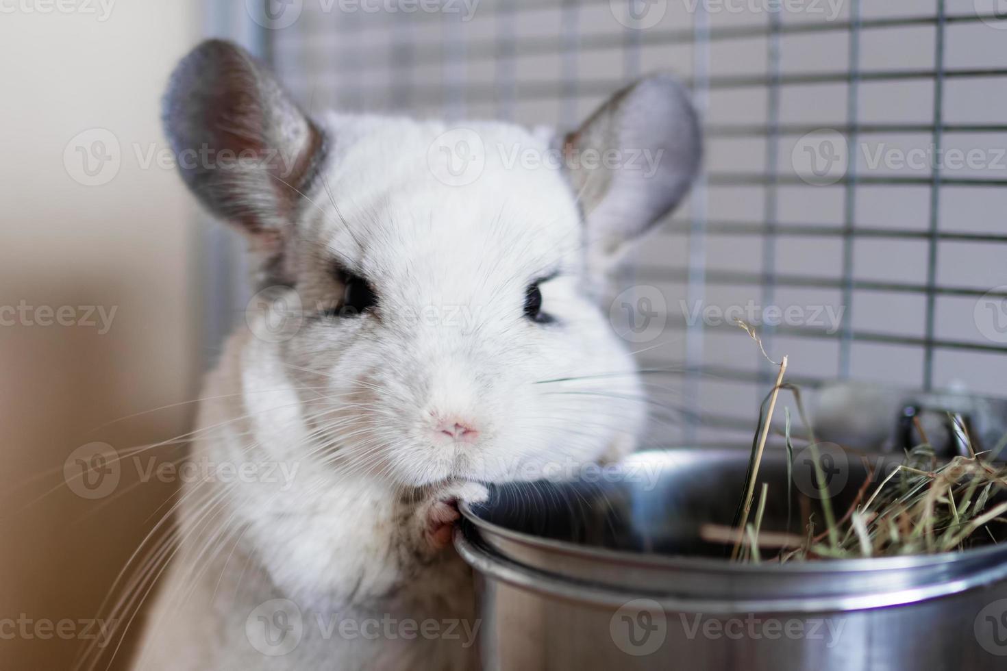 una linda chinchilla de color blanco está sentada en su casa cerca de un bol con heno. foto