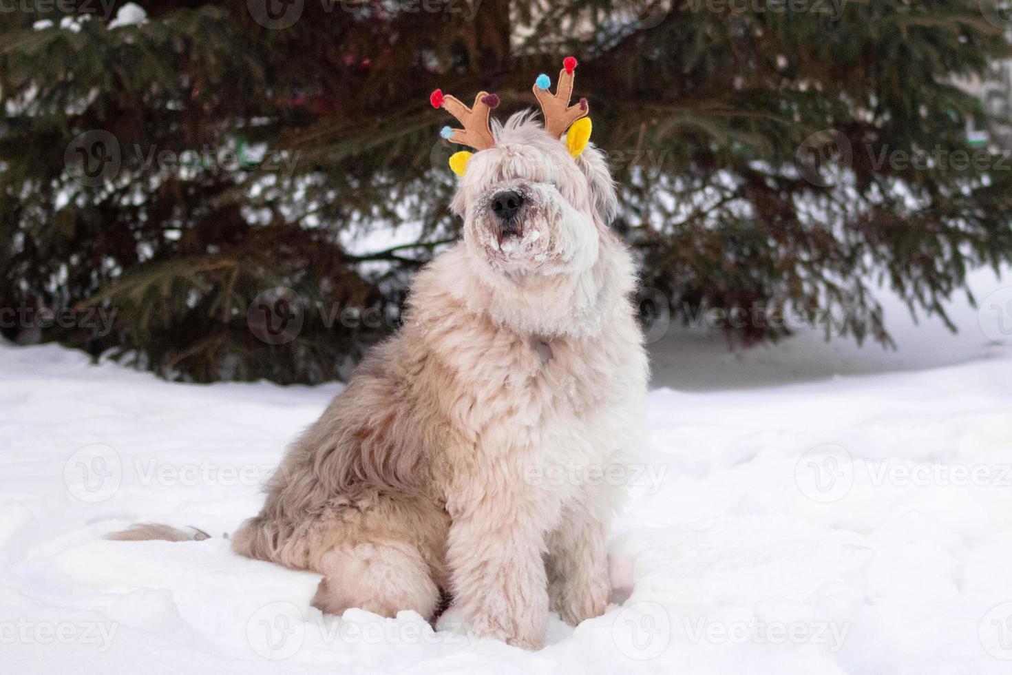 Long-haired South Russian Shepherd Dog is wearing colorful deer horns on a background of big fir tree in a winter park. Christmas and New Year symbol. photo