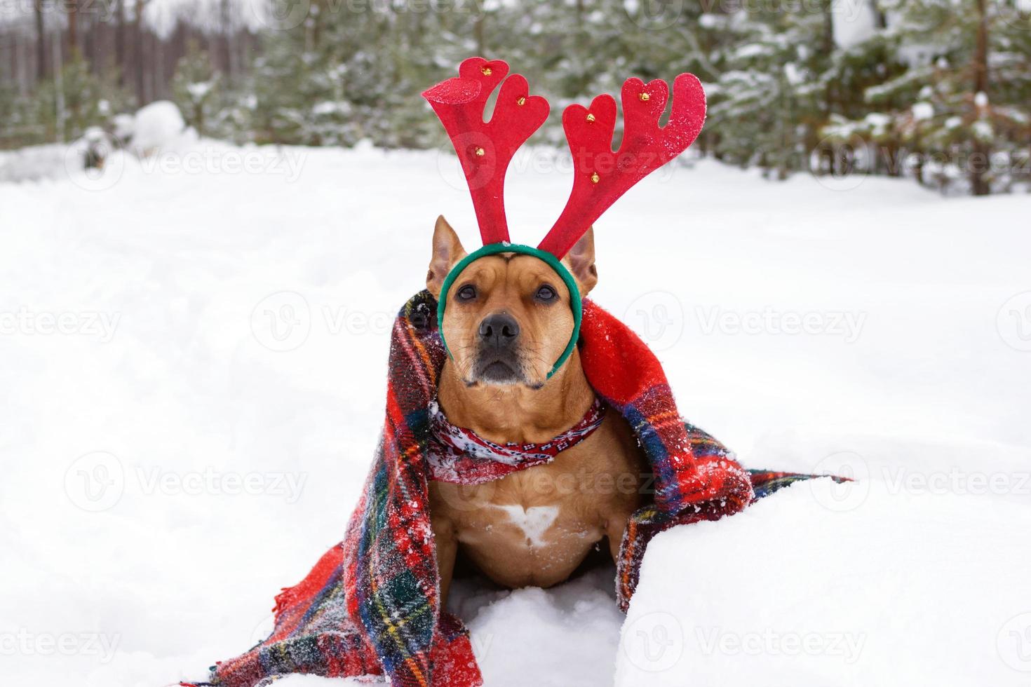American Staffordshire terrier with red deer horns wrapped in red checkered plaid on a snow in winter forest. photo
