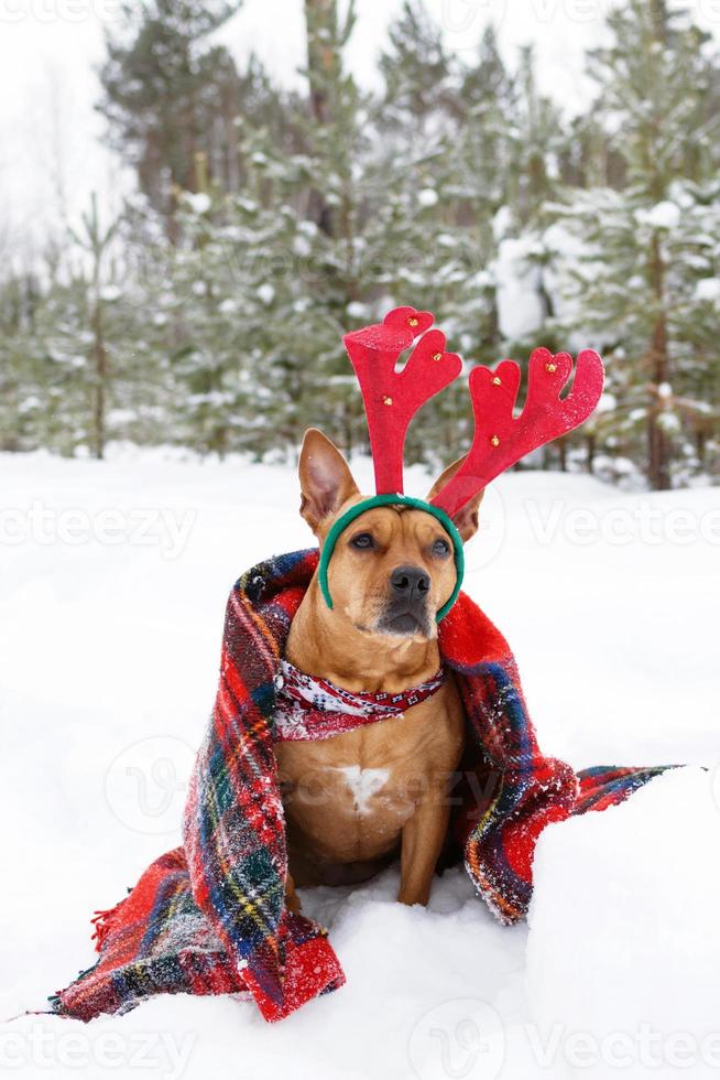 Portrait of American Staffordshire terrier with red deer horns wrapped in red checkered plaid on a snow in winter forest. photo