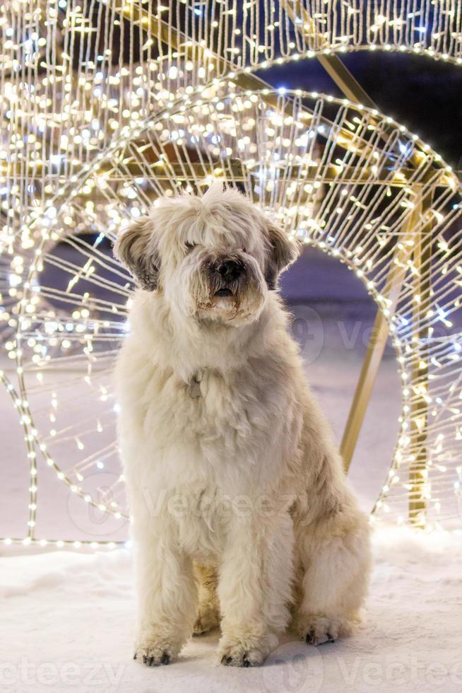 perro pastor ruso del sur de pelo largo blanco en una calle sobre un fondo de luces de navidad. foto