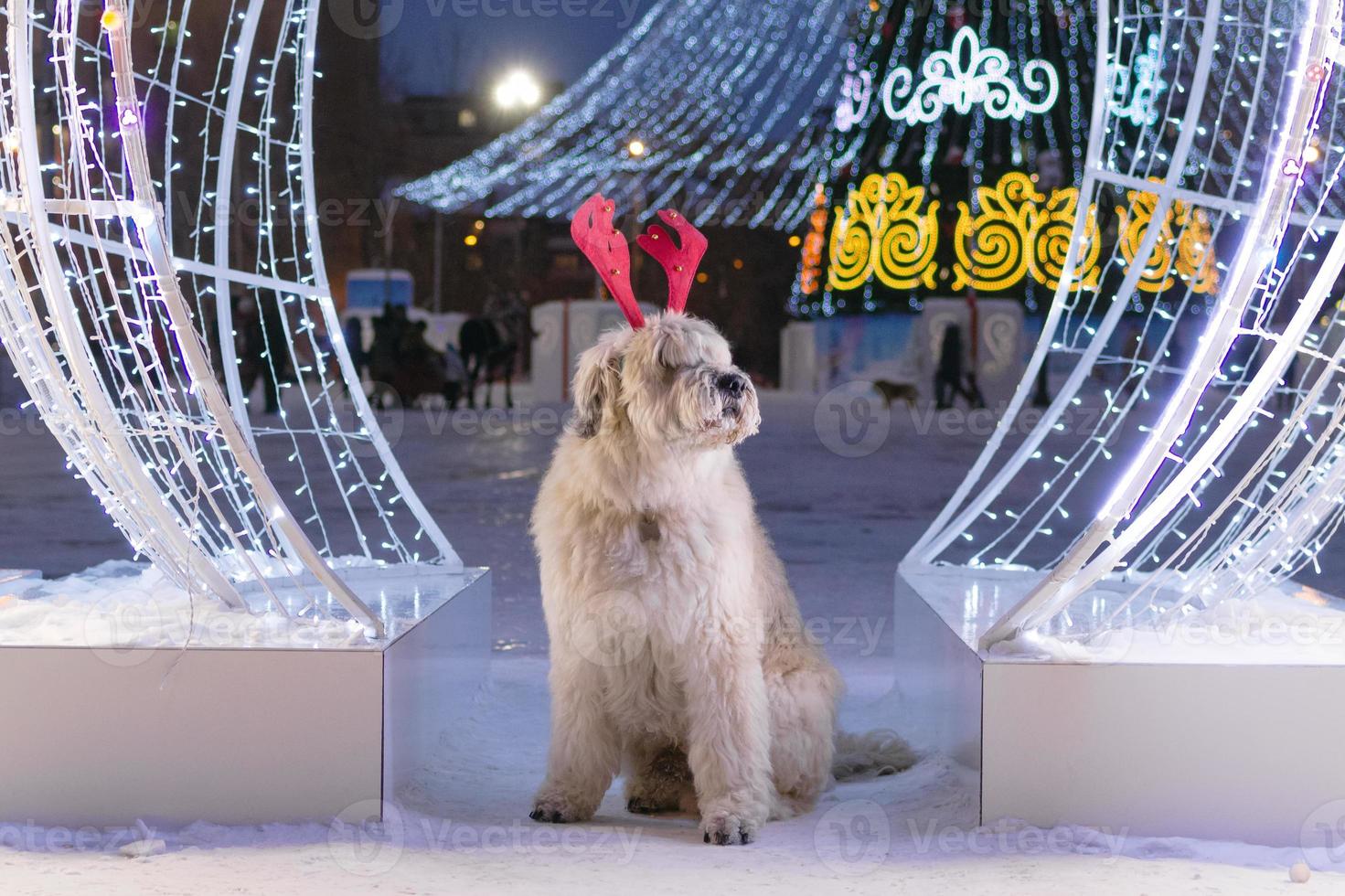 Long-haired South Russian Shepherd Dog is wearing red deer horns on a street on a background of Christmas tree and Christmas lights. photo
