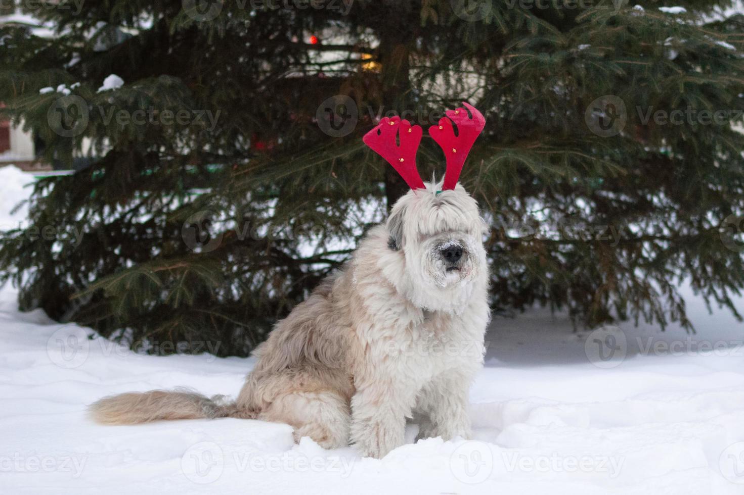 El perro pastor de pelo largo del sur de Rusia lleva cuernos de ciervo rojo sobre un fondo de gran abeto en un parque de invierno. símbolo de navidad y año nuevo. foto