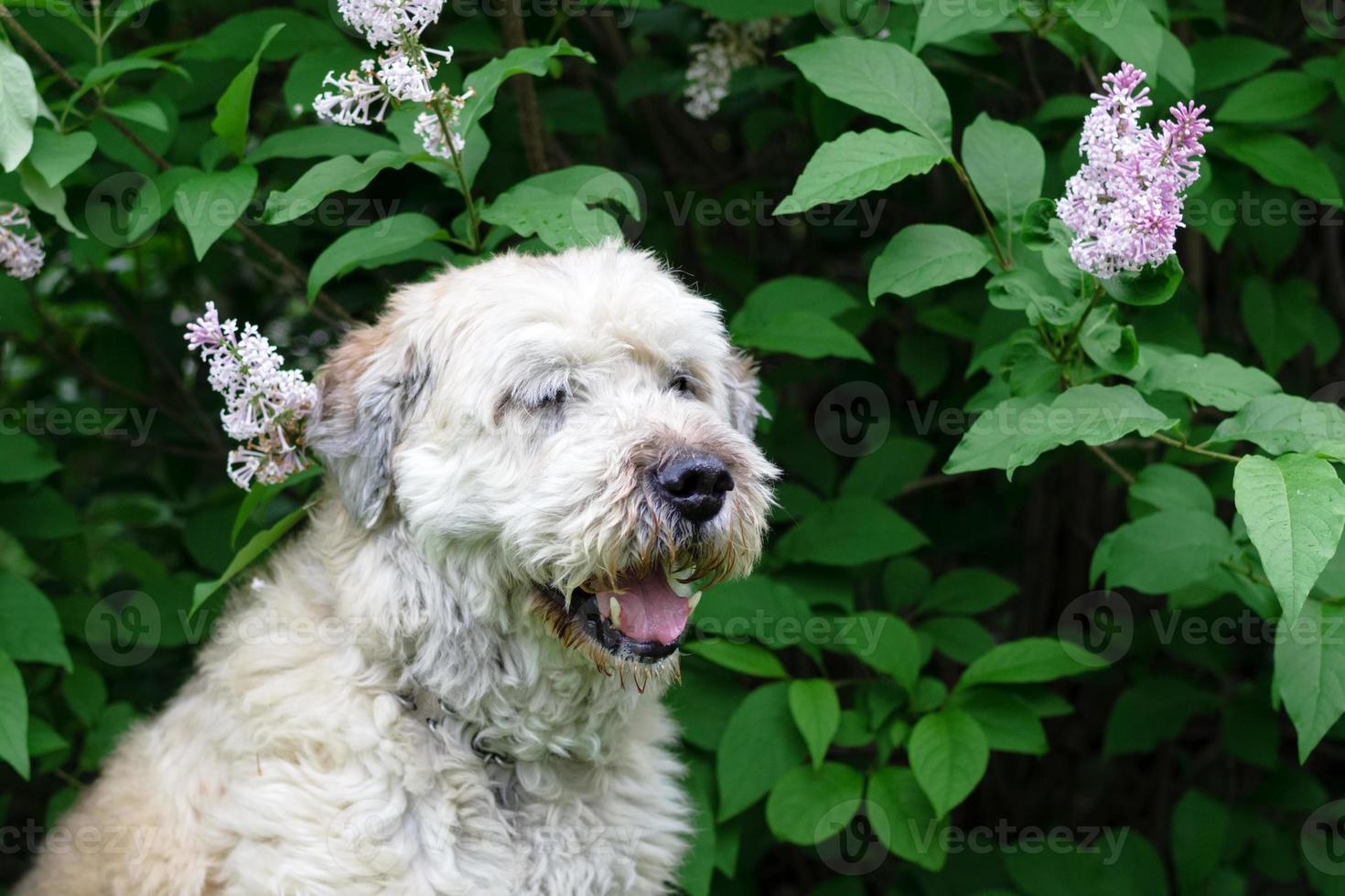 Portrait of South Russian Shepherd Dog for a walk in a summer park on a background of lilac bushes, side view. photo