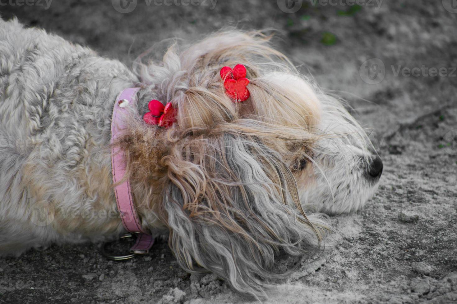 The Chinese Crested dog, beautiful chinese feather. Dog lady photo