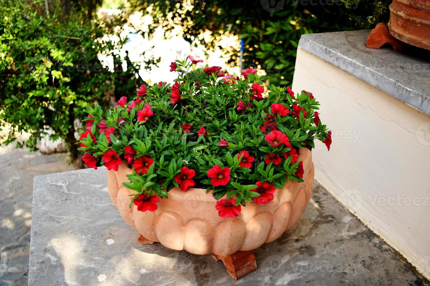 Pink and White petunias on the flower bed along with the grass photo