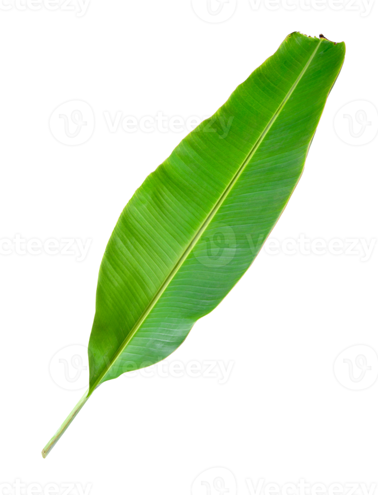 banana leaves isolated png