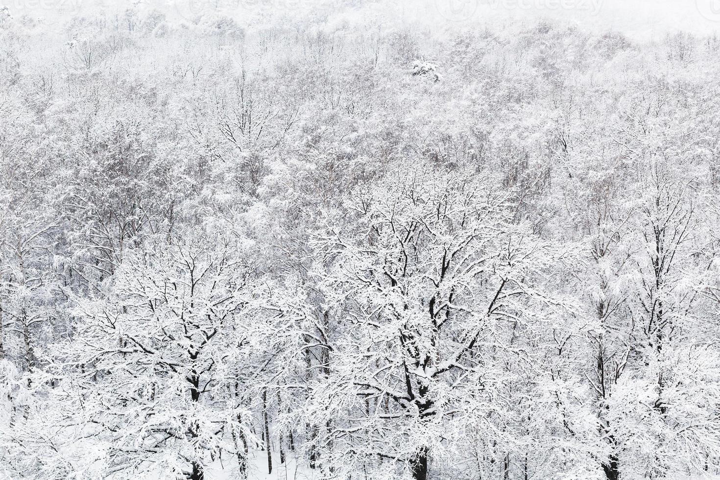 above view of snow oak grove in woods in winter photo
