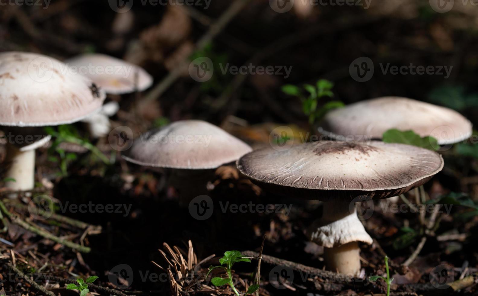 Close-up of a group of mushrooms growing on the forest floor in autumn. photo