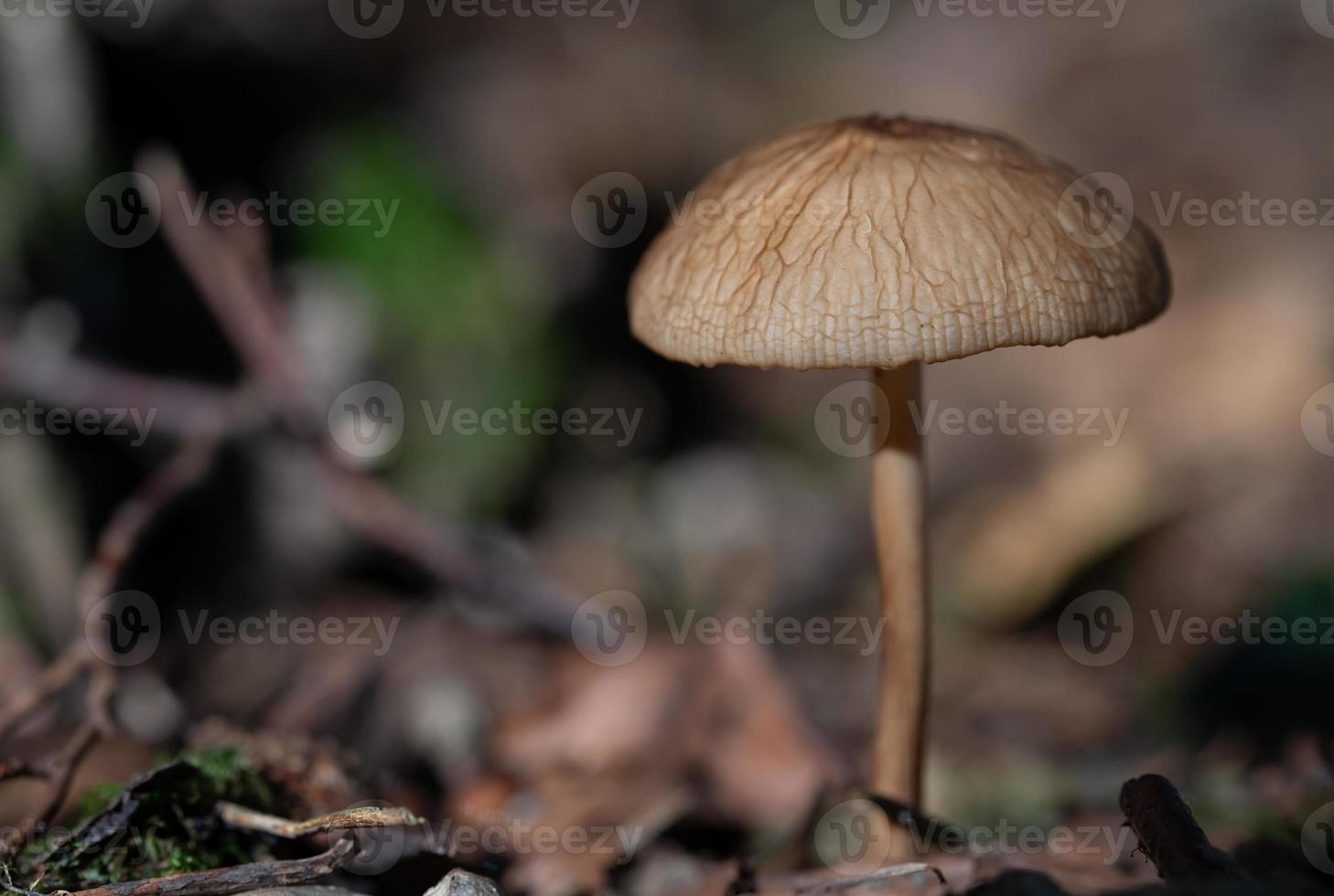 a small brown mushroom, with a slender stalk and a large cap, grows on the forest floor photo