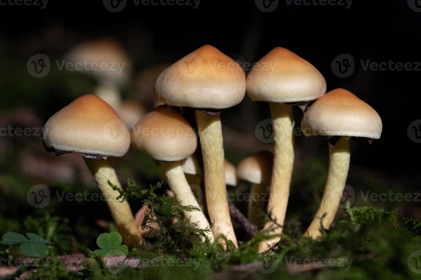 A group of brown mushrooms stand side by side on a green forest floor covered with moss. The mushrooms are brown and have long stems photo