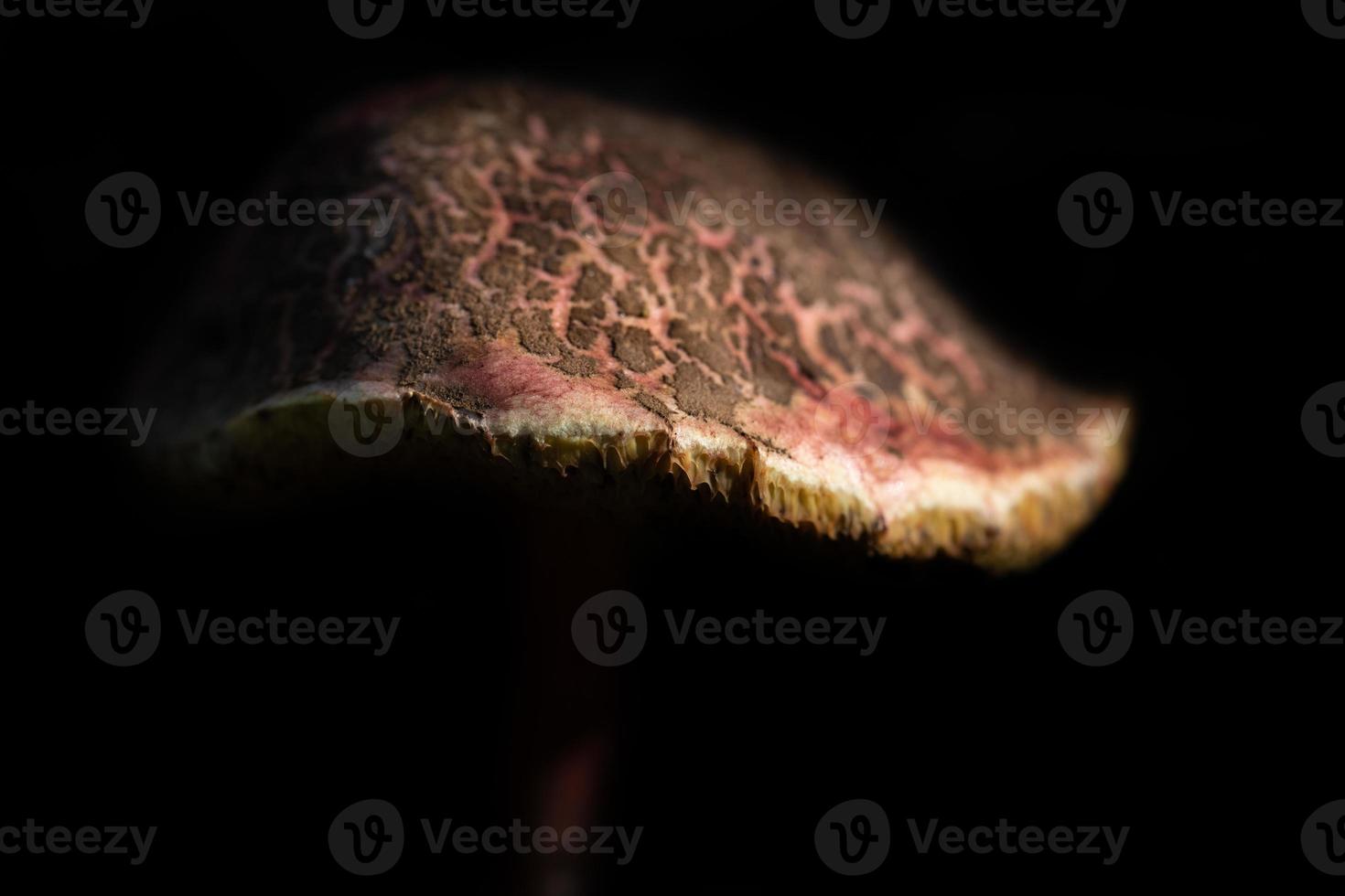 Close-up of a large umbrella forest mushroom that is red with brown spots. The mushroom is in front of a dark background. You can see lamellae at the edge. photo