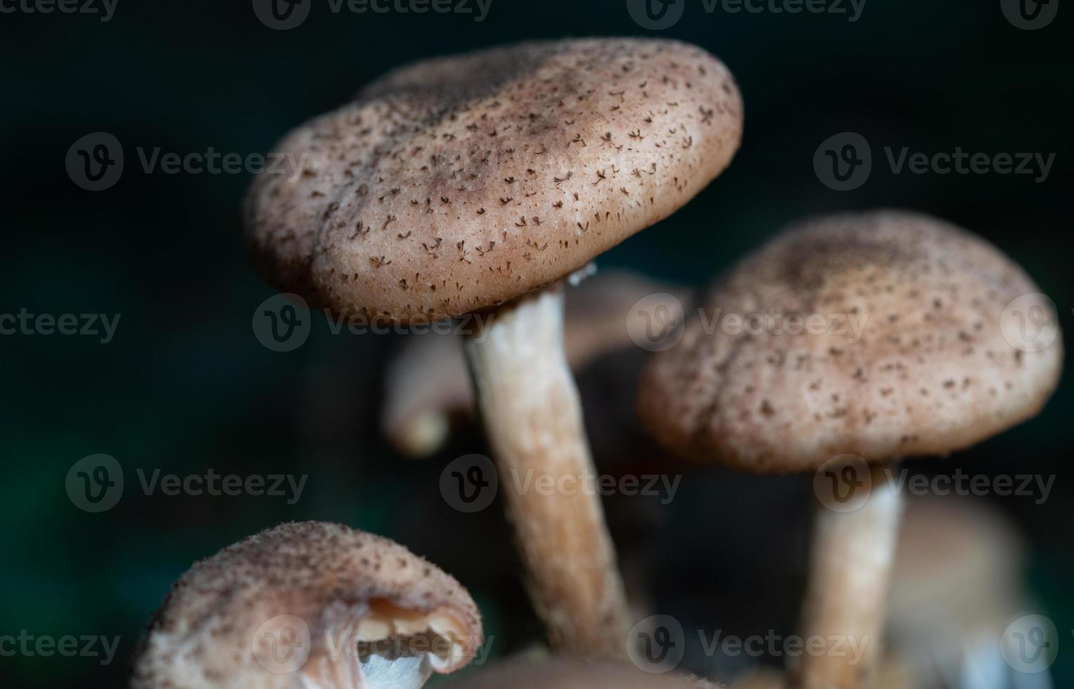 Close-up of a group of brown mushrooms growing on the forest floor. There are small brown spots on the caps of the mushrooms. photo
