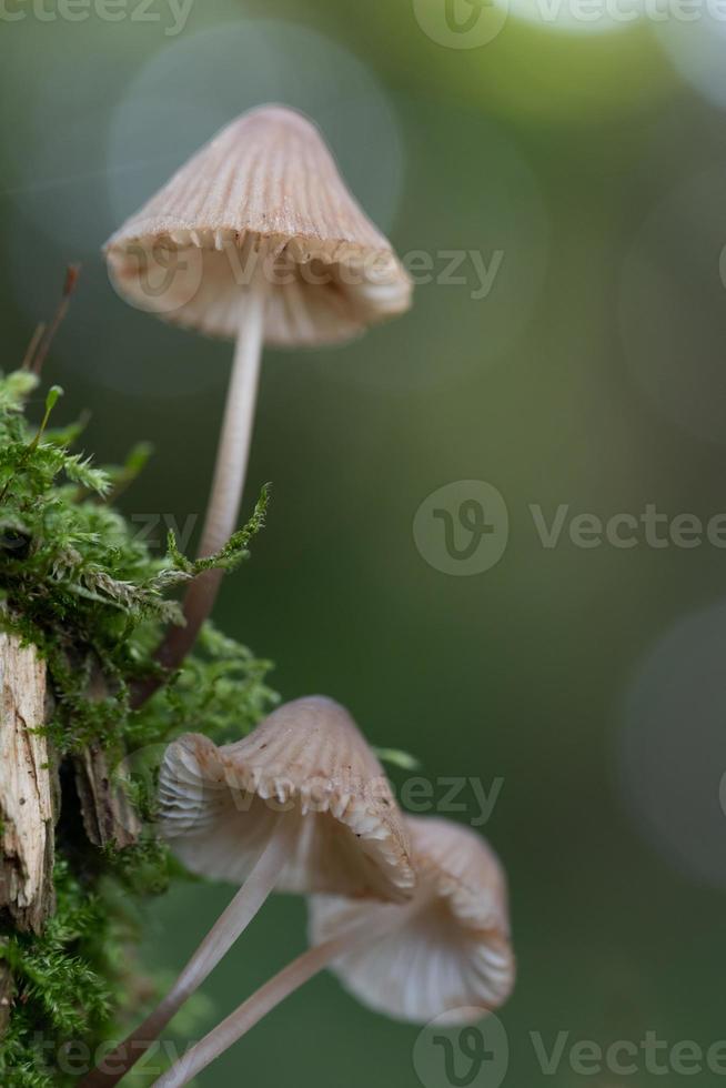 Delicate small mushrooms with lamellae grow sideways on a dead tree trunk with moss. The sun shines in the background, the light forms reflections. photo