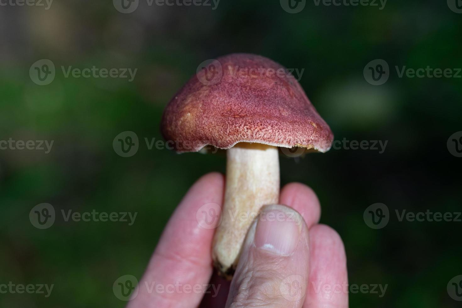 a hand is holding a freshly picked mushroom, against a green background in nature photo