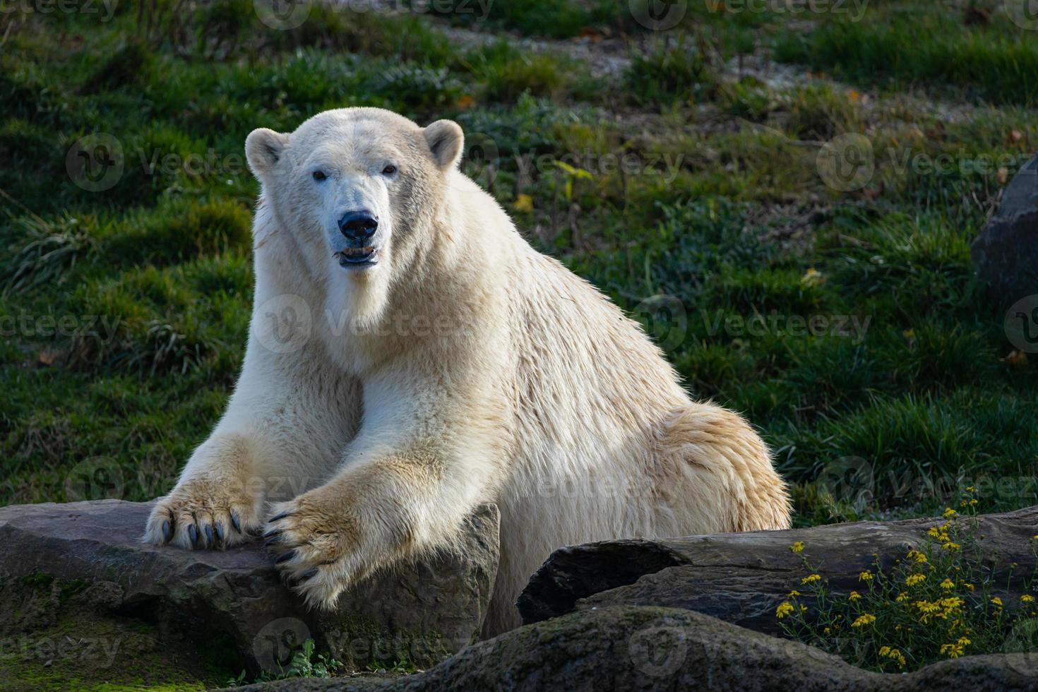 oso blanco sobre las rocas, oso polar acostado situado sobre una roca foto