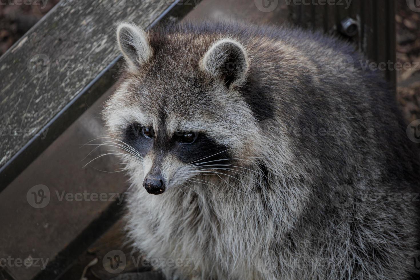 A fat raccoon sits with stained face in the mud photo