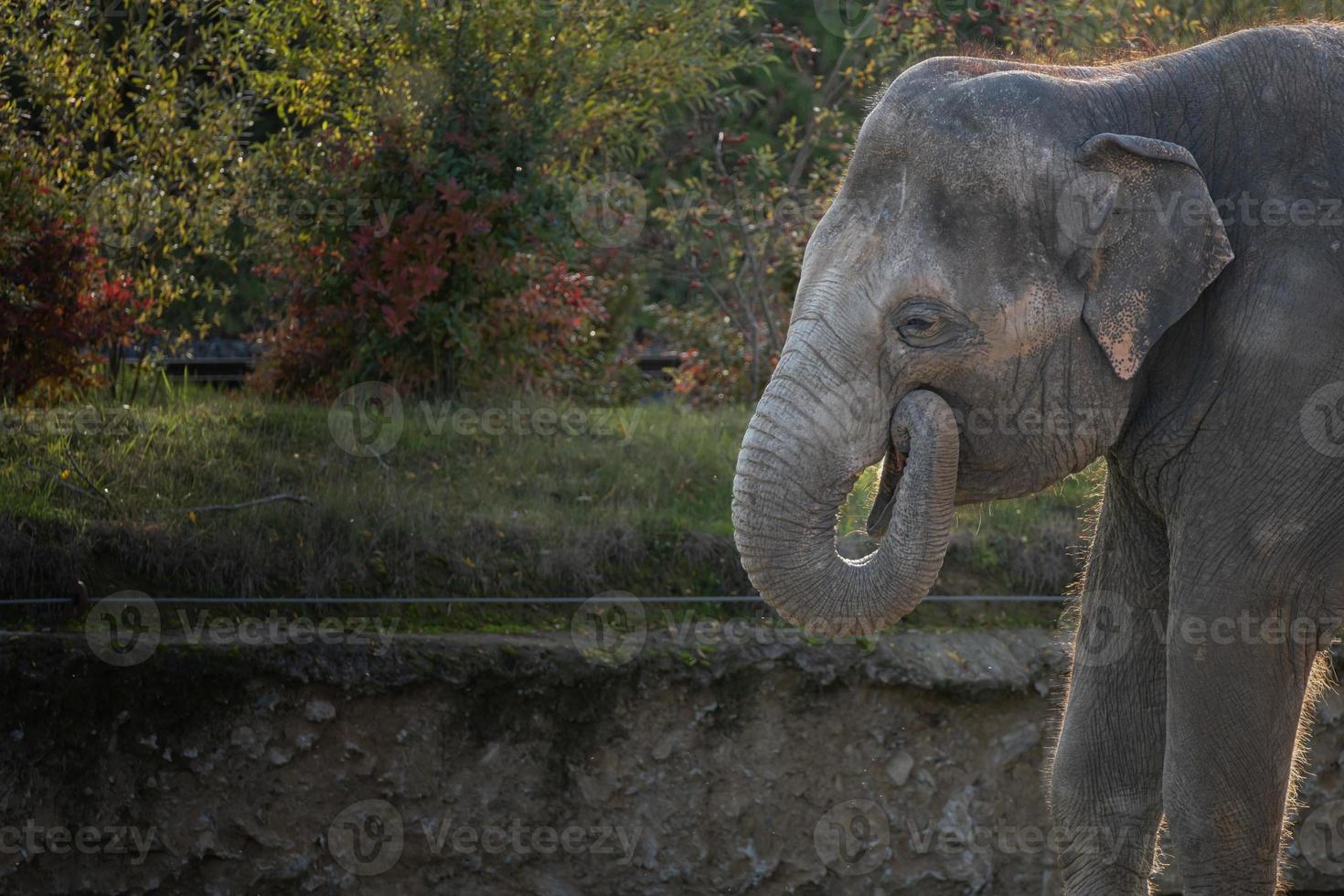 Asian elephant eating. Smiling elephant. Funny elephant photo