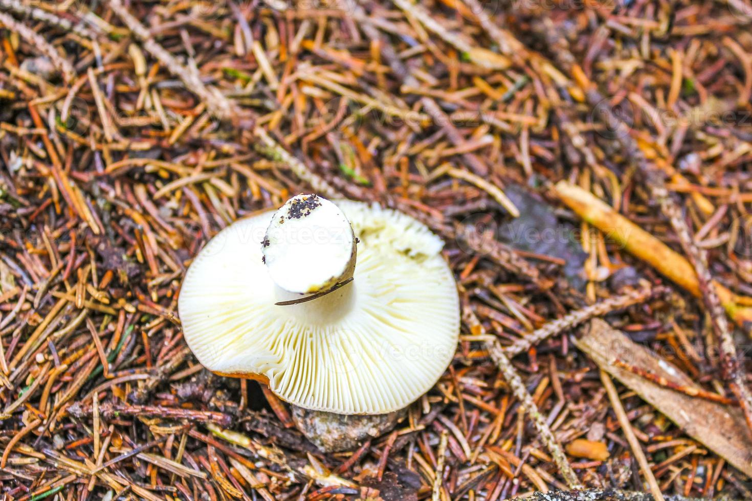 Various poisonous species of mushrooms mushroom in the forest Germany. photo