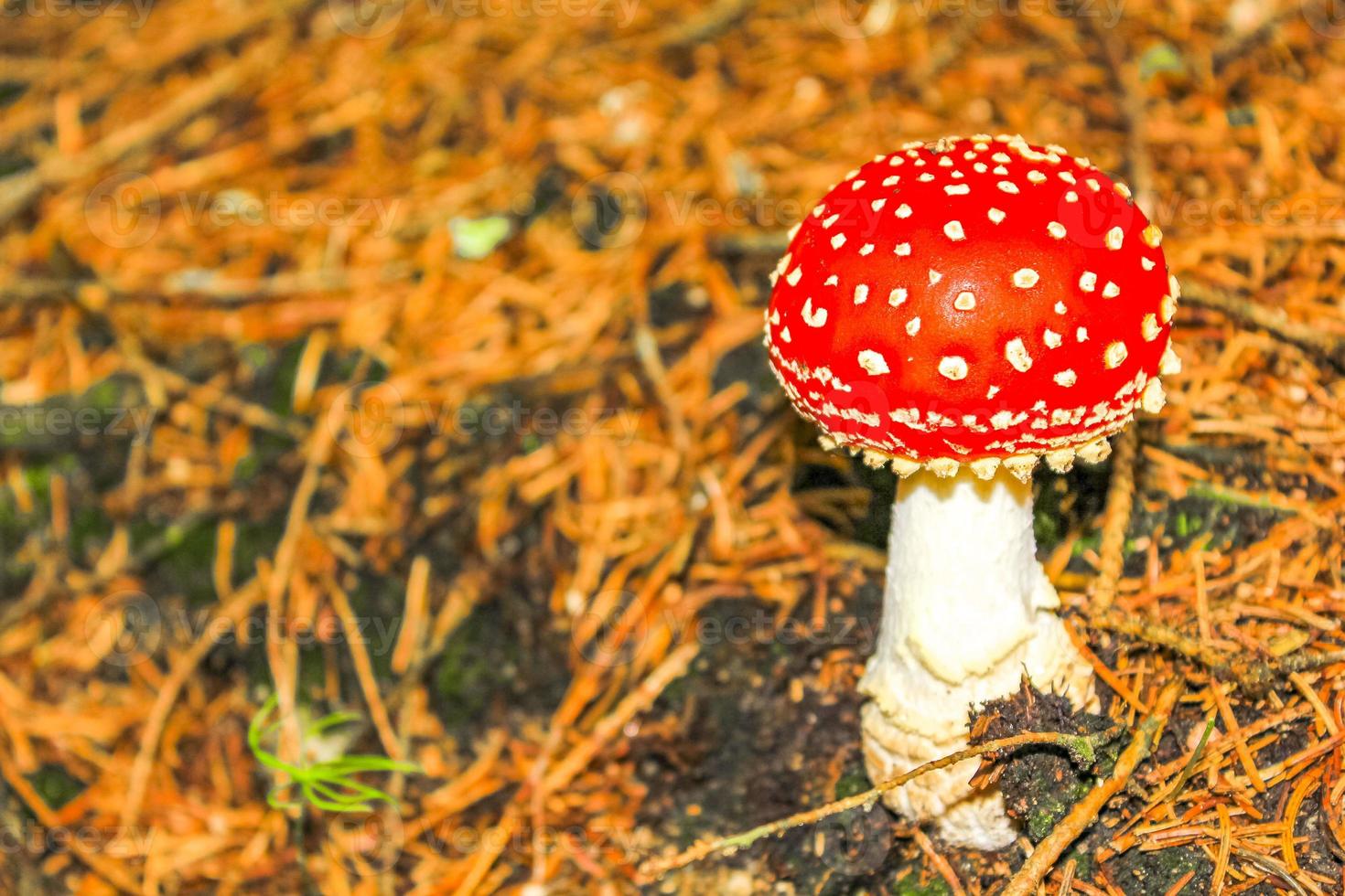 Beautiful red poisonous toadstool mushrooms mushroom in the forest Germany. photo