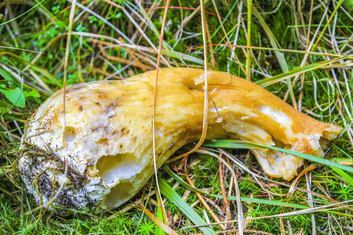 Various poisonous species of mushrooms mushroom in the forest Germany. photo