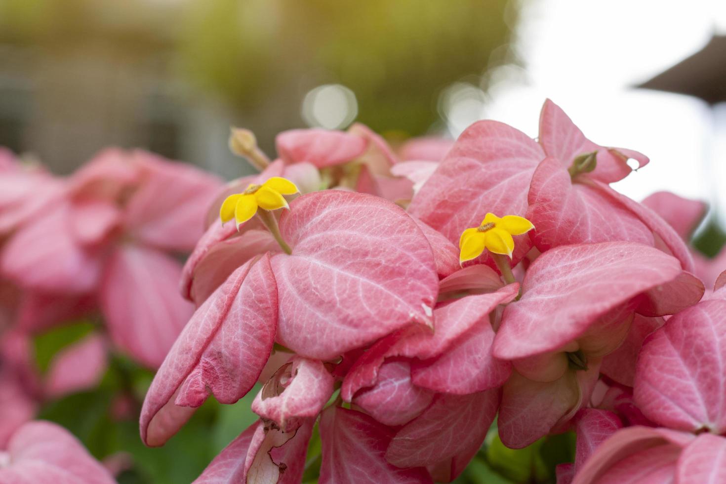 Mussaenda philippica, Dona Luz or Dona Queen Sirikit bloom with sunlight in the garden. photo