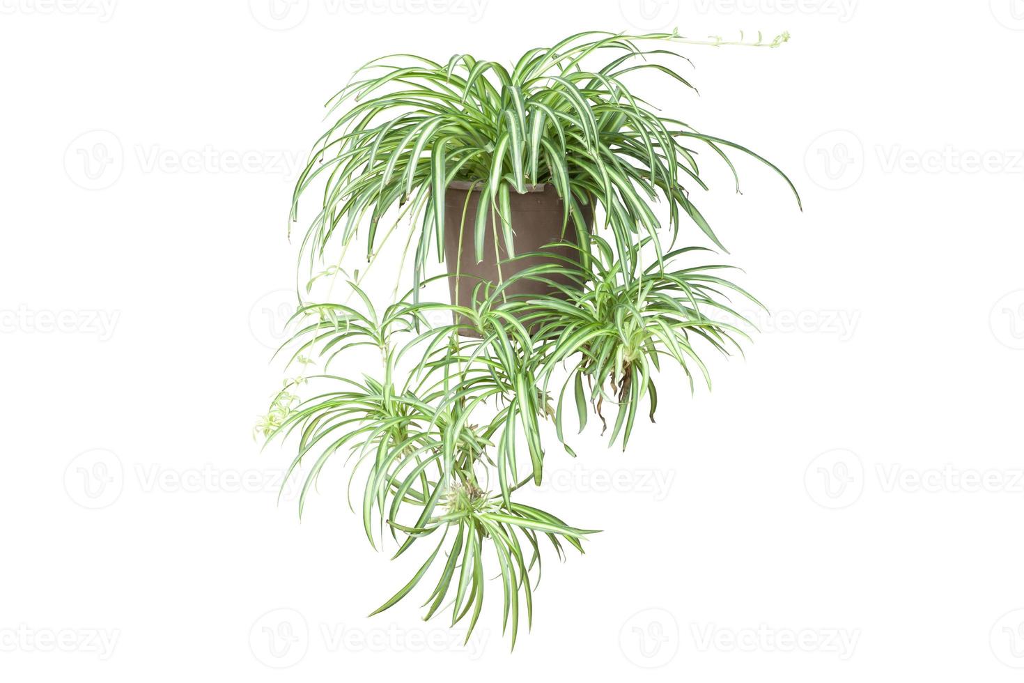 Spider Plant or Chlorophytum bichetii Karrer Backer in brown pot isolated on white background included clipping path. photo