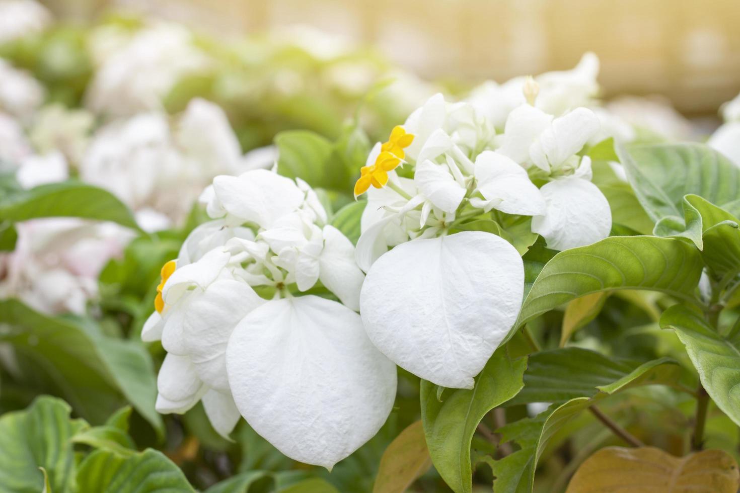 Mussaenda philippica, Dona Luz or Dona Queen Sirikit bloom with sunlight in the garden. photo