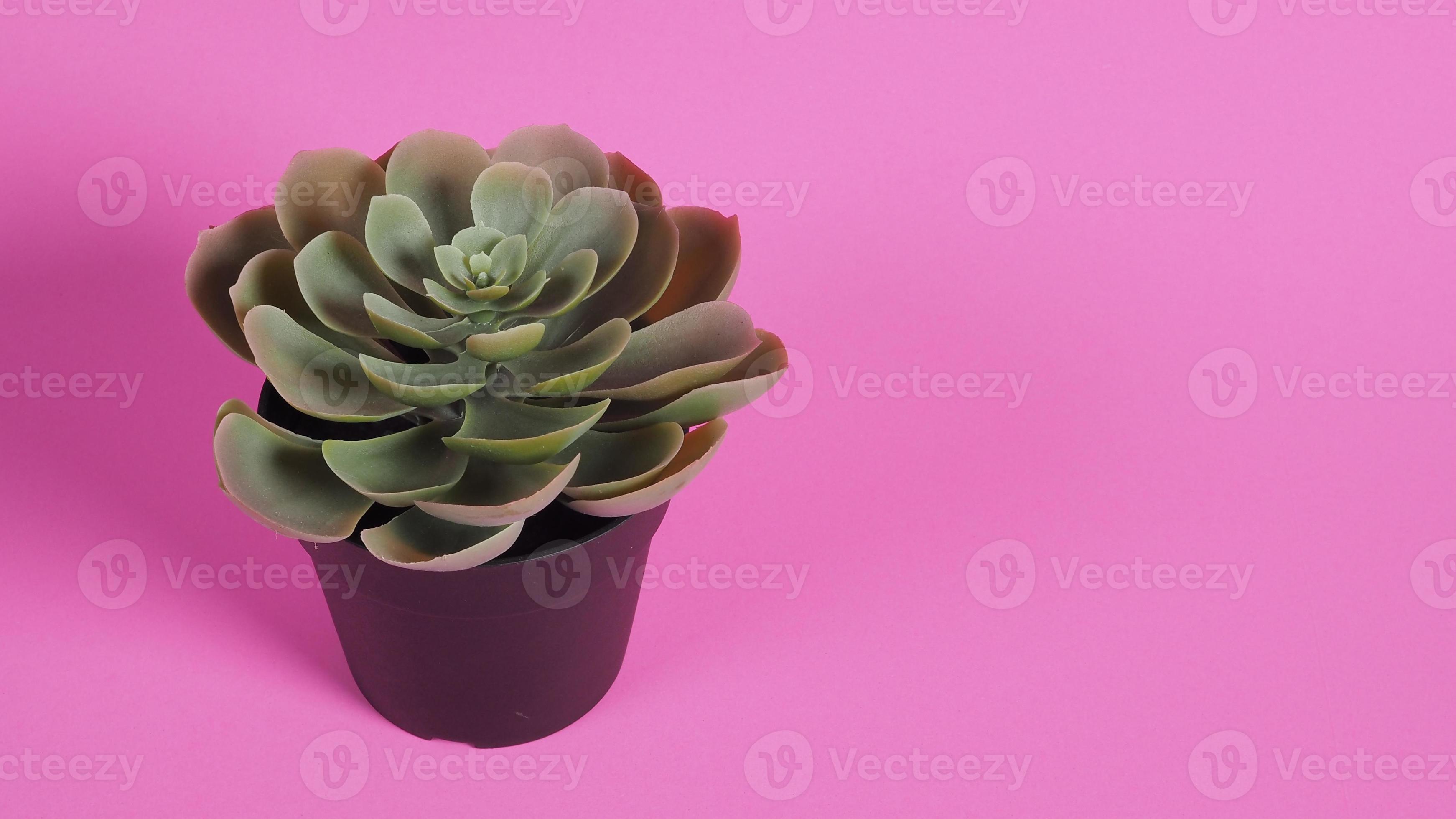 Artificial cactus plants or plastic or fake tree on pink background