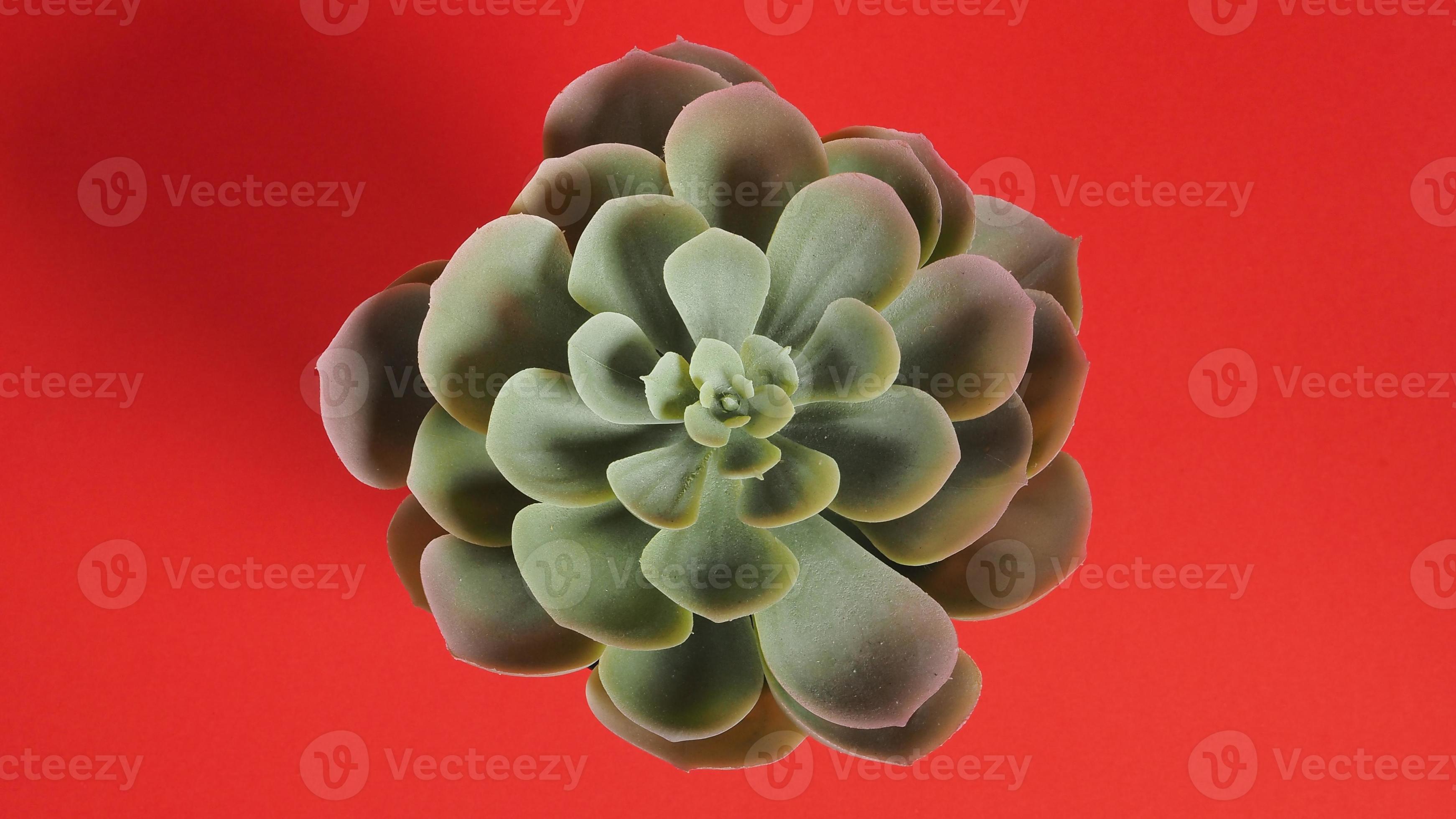 Artificial cactus plants or plastic or fake tree on red background