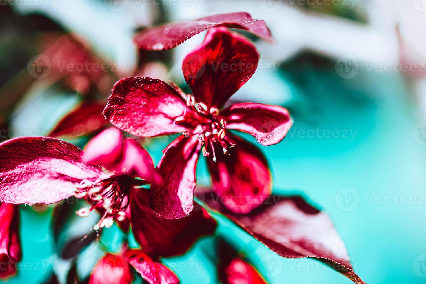 Blooming pink apple tree branches in spring photo