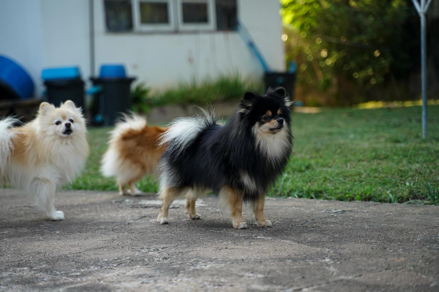 el pomerania está parado frente a la casa y es un perro muy alerta. foto