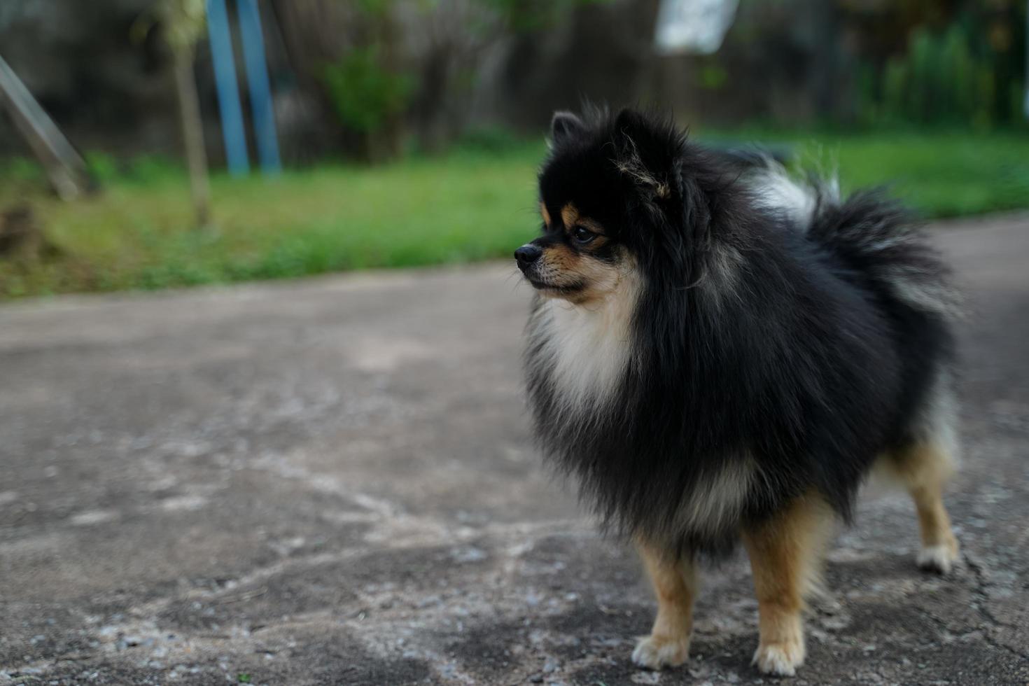 el pomerania está parado frente a la casa y es un perro muy alerta. foto